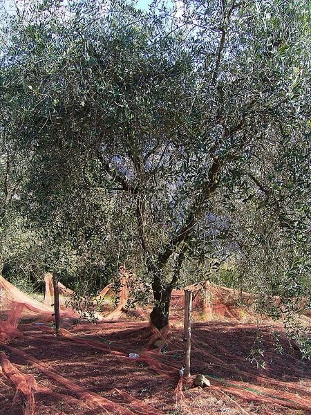 파일:Olive de Nice.jpg