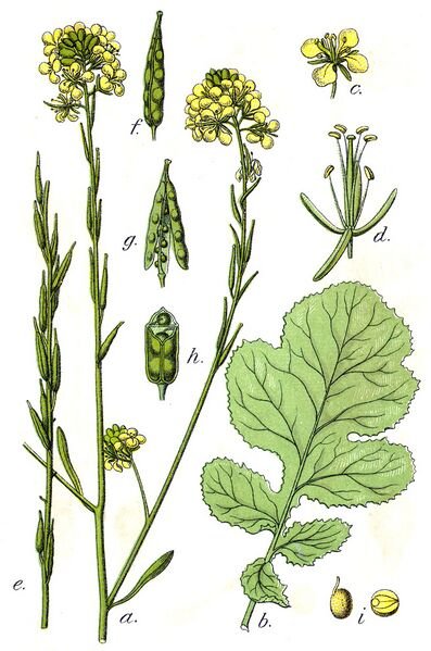파일:Brassica nigra Sturm38.jpg